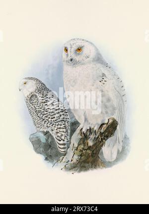 Eulendarstellung. Ein wunderschönes digitales Kunstwerk mit klassischen Vögeln. Vogelillustration im Vintage-Stil. Stockfoto