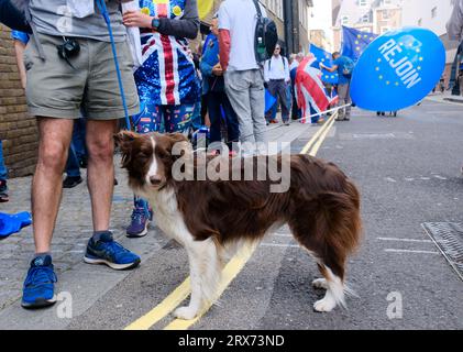 London, Großbritannien. September 2023. Tausende nehmen an dem "Marsch für einen Wiedereintritt" Teil, um der EU wieder beizutreten. Matthew Chattle/Alamy Live News Stockfoto