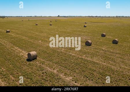 Grasballen in argentinischem Land, Provinz La Pampa, Patagonien, Argentinien Stockfoto