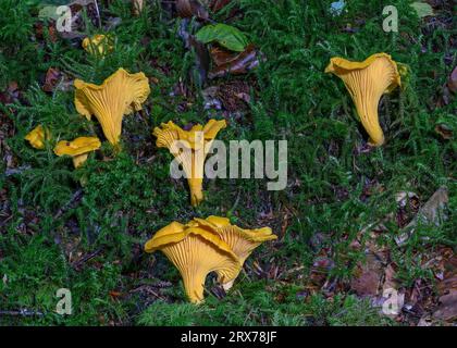 Chantarelle (Cantharellus cibarius) wächst in Mischwäldern, Dumfries, SW Schottland Stockfoto