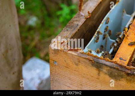 Roher Bienenkleber oder Propolis auf dem Holzbienenstock im Fokus. Hintergrundfoto von Bienenzucht oder Imkerei. Stockfoto
