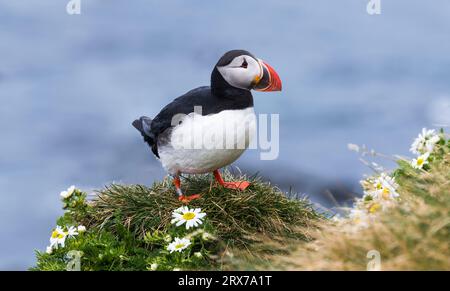 Süßer Puffin umgeben von weißen Blumen mit dem Meer im Hintergrund, Latrabjarg, Westfjorde, Island Stockfoto