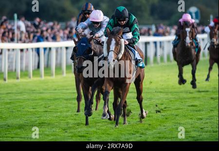 York Racecourse, York, Großbritannien, Samstag, 23. September 2023; September Power und Jockey Adam Farragher sorgen für einen Schock 40-1 auf der York Racecourse, indem sie die brasilianischen Einsätze von New to York Rio für Trainer Michael Wigham und Besitzer der Gin & Tonic Partnership gewinnen. Quelle: JTW equine Images/Alamy Live News Stockfoto