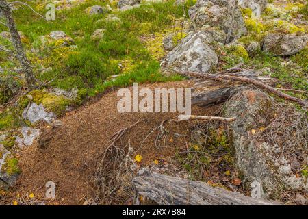 Nahaufnahme des Ameisenhügels im Herbstwald zwischen Steinen und Moos. Schweden. Stockfoto