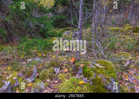 Wunderschöner Blick auf gemischten Herbstwald mit wachsenden Espenpilzen unter Bäumen im Gras. Schweden. Stockfoto