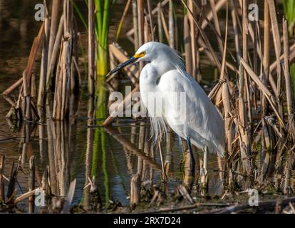 Ein wunderschöner schneebedeckter Egret steht ruhig am Rande der Vegetation und wartet darauf, dass ein ahnungsloser Fisch vorbeischwimmt. Stockfoto