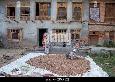 Srinagar, Indien. September 2023. Ein Kaschmir-Bauer trocknet Walnüsse vor seinem Haus im Dorf Budgam. Walnüsse werden jedes Jahr Mitte September geerntet. Wenn die Walnussbäume hoch werden, ist der Ernteprozess hart und riskant. Vier Menschen sind im September in Kaschmir gestorben, nachdem sie in verschiedenen Gebieten Kaschmirs von Walnussbäumen gefallen sind. Das Walnusspacken gilt als eine der gefährlichen Aufgaben in der Himalaya-Region. (Foto: Faisal Bashir/SOPA Images/SIPA USA) Credit: SIPA USA/Alamy Live News Stockfoto