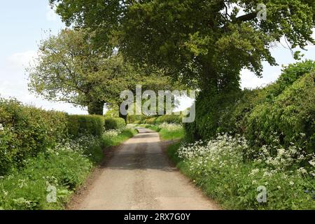 Die Landstraße ist gesäumt von KuhPetersilie und Eichen, die im späten Frühjahr ins Blatt kommen. Hertfordshire, England, Vereinigtes Königreich. Stockfoto