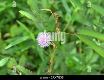 Blick auf eine violette Blume einer empfindlichen Pflanze (Mimosa Pudica) in einer Rasenfläche Stockfoto