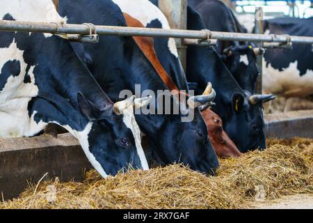 Landwirtschaftliches Konzept, Tagebuch-Kühe fressen Heu im modernen Freiviehstall Stockfoto