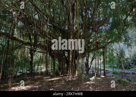 Ein riesiger, weitläufiger Banyan Tree mit Hunderten von Wurzeln aus der Luft, die bis zum Boden reichen, in den Na Aina Kai Botanical Gardens in Kauai, Hawaii, USA Stockfoto