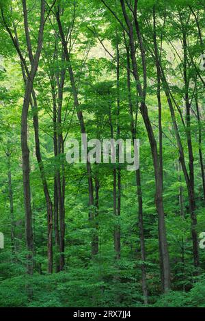 Hartholzwald, Hunter Mountain Wild Forest, Catskill Park, New York Stockfoto