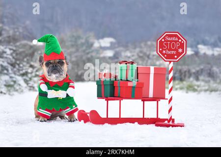 Französischer Bulldogd-Hund trägt Weihnachtselfenkostüm neben Schlitten mit Geschenkboxen in der Winterlandschaft Stockfoto