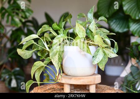 Tropische „Epipremnum Aureum Marble Queen“-Pothos-Zimmerpflanze mit weißer Variegation im Blumentopf auf dem Tisch Stockfoto