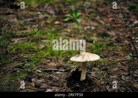 Pilze im Waldhintergrund des Grases Stockfoto