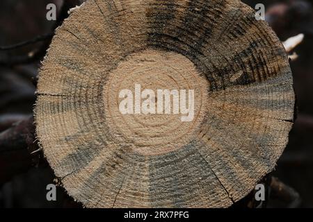 Jährliche Baumringe auf gesägten Kiefern. Holzstruktur auf Makrofoto Stockfoto