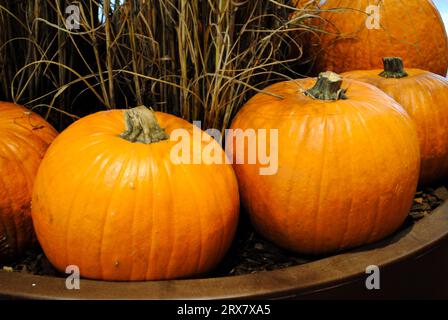 Set mit Kürbissen für Halloween-Veranstaltungen auch ab Herbst Stockfoto