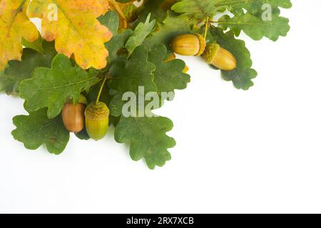 Eicheln mit Eichenlaub isoliert auf weißem Hintergrund Stockfoto