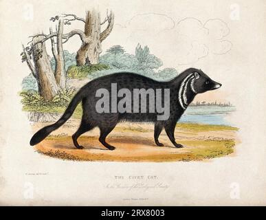 Zoological Society of London, eine Zibetkatze, Farbätzung mit Aquarellfarbe von W. Panormo Stockfoto