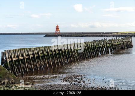 Vögel in Ruhe auf den alten staithes bei North Shields, North Tyneside, UK und dem Herde Groyne Lighthouse, erbaut 1882, im Fluss Tyne - in Tyneside Stockfoto