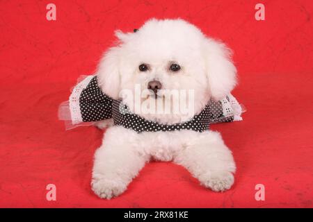 Bichon Frise liegt auf rotem Material und trägt ein Kleid. Stockfoto