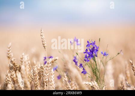 Konzentrieren Sie sich im Sommer auf violette Blumen vor dem Weizenfeld, wilde Blumen auf dem Weizen-Bio-Feld in Frankreich. Hochwertige Fotos Stockfoto