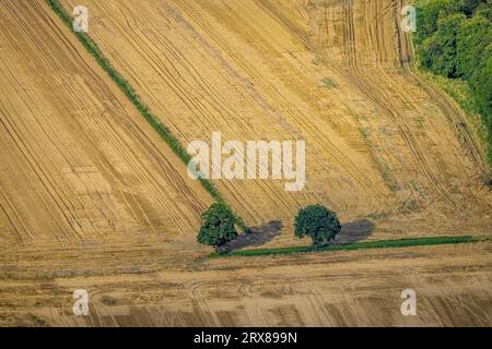 Luftaufnahme, zwei Bäume auf Wiesen und Feldern bei Uffelbach, Werl, Werl-Unnaer Börde, Nordrhein-Westfalen, Deutschland, 2 Bäume, Baum, Baum auf Wiese, Av Stockfoto
