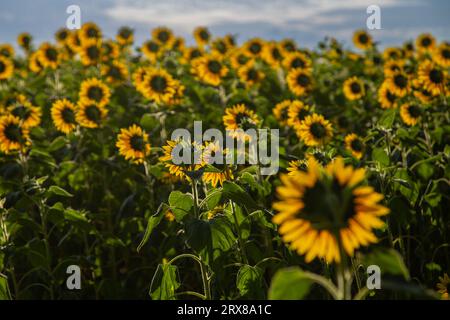 Goiânia, Goias, Brasilien – 10. Mai 2023: Detail einer kleinen Sonnenblumenplantage in Bela Vista de Goiás mit dem Himmel im Hintergrund. Stockfoto