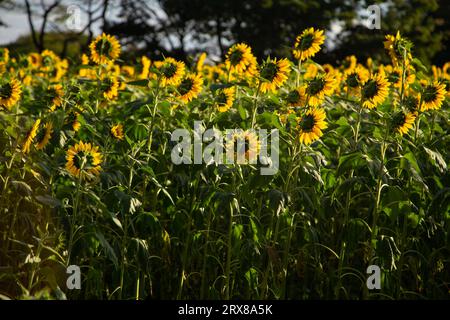 Goiânia, Goias, Brasilien – 10. Mai 2023: Detail einer kleinen Sonnenblumenplantage in Bela Vista de Goiás. Stockfoto