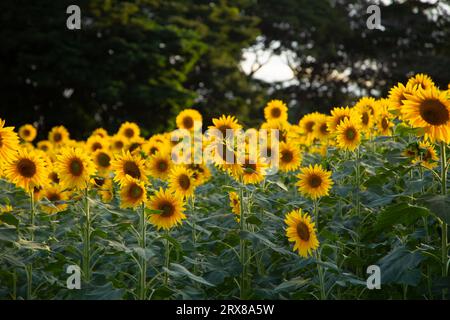 Goiânia, Goias, Brasilien – 10. Mai 2023: Detail einer kleinen Sonnenblumenplantage in Bela Vista de Goiás. Stockfoto