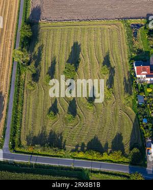 Vogelperspektive, Bäume auf einer Wiese in einem Garten in der Antoniusstraße, Sönnern, Werl, Werl-Unnaer Börde, Nordrhein-Westfalen, Deutschland, Baum, Baum auf Wiese, Stockfoto
