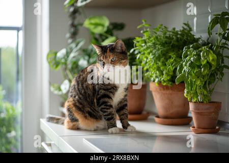 Haustier und Pflanzen zu Hause. Interessierte Katze sitzt auf dem Küchentisch in der Nähe eines kleinen Gartens mit Zimmerpflanzen Kräuter Stockfoto