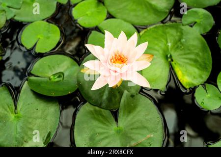 Amazon Wasserlilie im Conservatory of Flower San Francisco Stockfoto