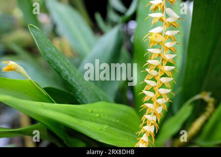 Dendrochilum magnum Flower; epiphytische Orchideenvarietät aus den Philippinen. Stockfoto