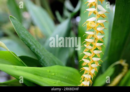 Dendrochilum magnum Flower; epiphytische Orchideenvarietät aus den Philippinen. Stockfoto