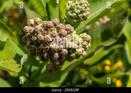 Nahaufnahme von violetten Blüten auf grüner Pflanze - kugelförmige Gruppen von kleinen Blüten mit grünem Grund und gewellten Kanten - große Blätter in verschwommenem Hintergrund Stockfoto