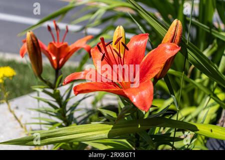 Leuchtend orangefarbene Lilien mit gelben Mittelpunkten - volle Blüte im Garten - grüne Blätter und Gehweghintergrund Stockfoto