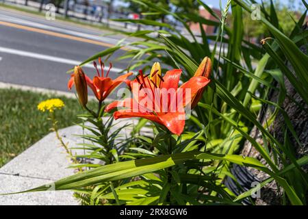 Leuchtend orangefarbene Lilien mit gelben Mittelpunkten - volle Blüte im Garten - grüne Blätter und Gehweghintergrund Stockfoto