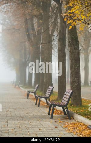 Autumn park with wooden benches in foggy morning Stockfoto