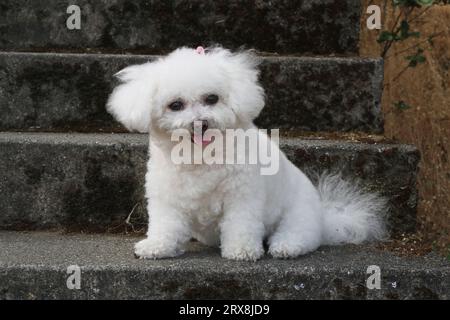 Bichon Frise sitzt auf Treppen. Stockfoto