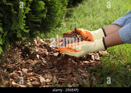 Frau, die Erde mit Rindensplittern im Garten Mulcht, Nahaufnahme Stockfoto