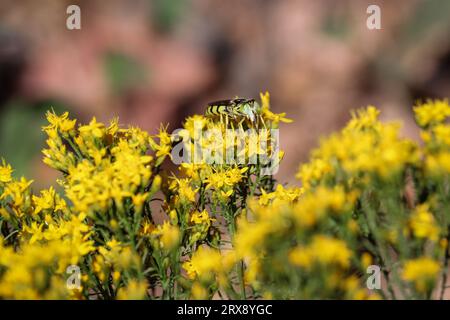 Sandwespen oder Steniolien fressen Goldruten im Rumsey Park in Payson, Arizona. Stockfoto