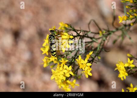 Im Rumsey Park in Payson, Arizona, ernähren sich Sandwespen oder Steniolien von Goldruten. Stockfoto