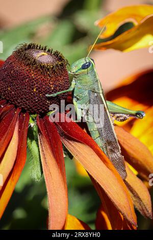 Grüne Vogelschrecke oder Schistocerca, die auf einer susan-Blume mit schwarzen Augen in der Gärtnerei Plant Fair in Star Valley, Arizona, thront. Stockfoto