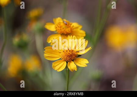 Nahaufnahme einiger gelber Wildblumen der Familie Asteroideae auf dem Payson College Trail in Arizona. Stockfoto