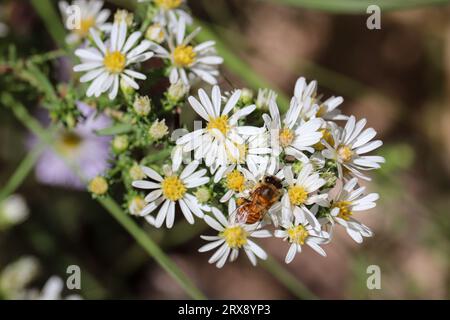 Nahaufnahme einer Honigbiene APIs mellifera, die auf den Tonto Creek Trails in der Nähe von Payson, Arizona, von kleinen Gänseblümchen ernährt wird. Stockfoto