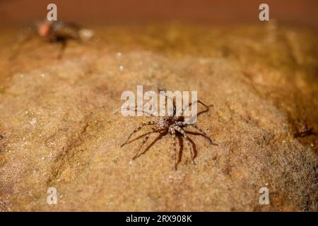 Küstenwolfsspinne oder Arctosa littoralis, die auf einem Felsen am Ufer des Tonto-Baches in der Nähe von Payson, Arizona, stehen. Stockfoto