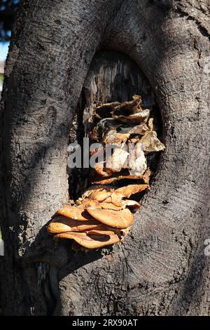 Einige große Pilze wachsen an der Seite auf einem Baum im Rumsey Park in Payson, Arizona. Stockfoto