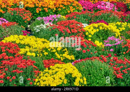 Farbenfrohe und lebendige Herbstchrysanthemen in einem Gartencenter. Stockfoto