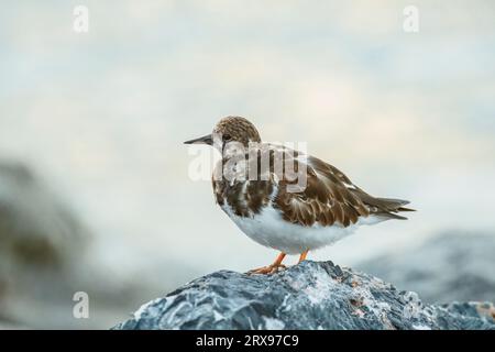 Ruder Turn Stone (Arenaria interpres) auf Felsen in der Nähe des Seeufers. Benalmadena, Provinz Malaga, Andalusien, Spanien. Stockfoto